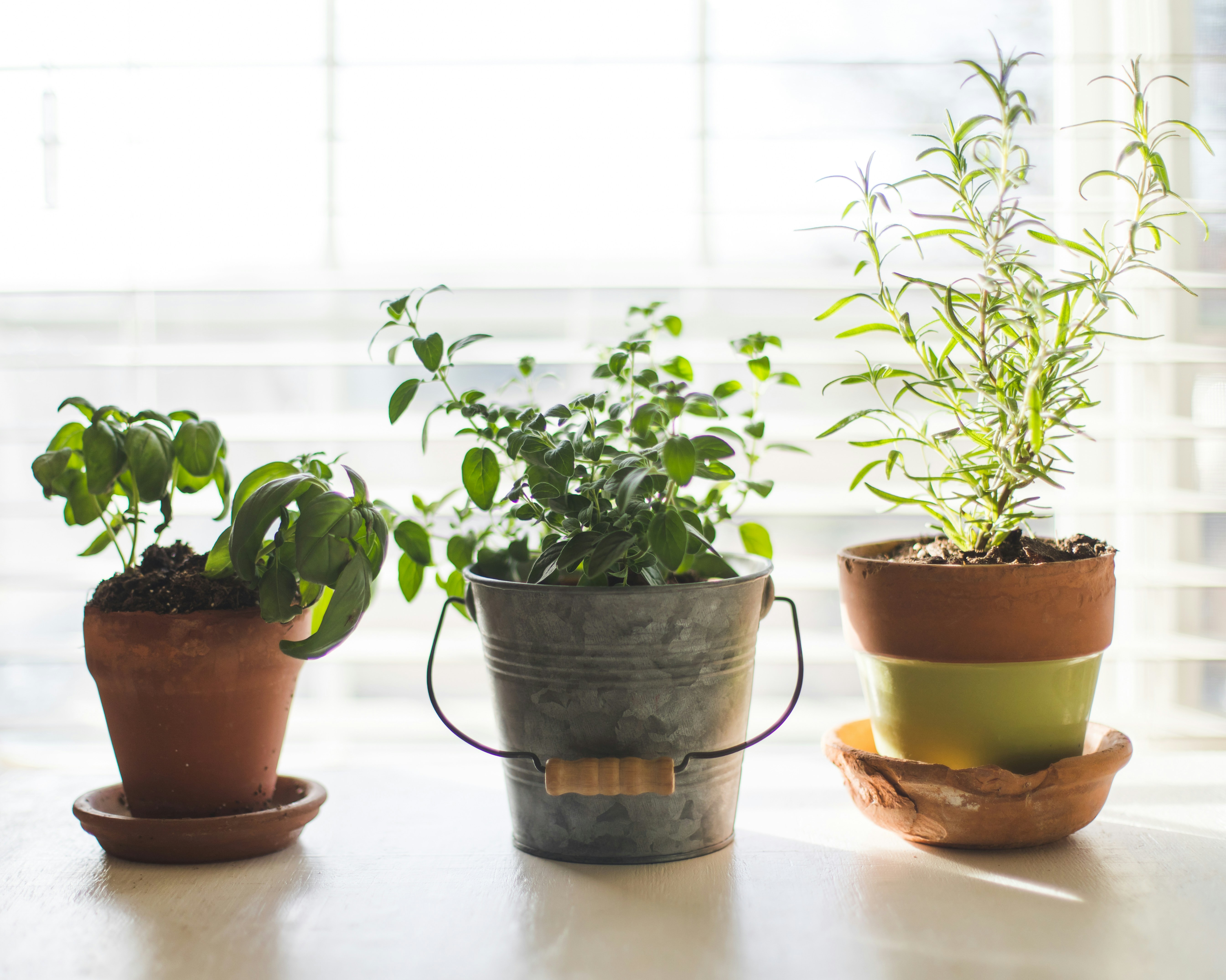 A compact herb garden on a kitchen windowsill with basil, cilantro, and parsley