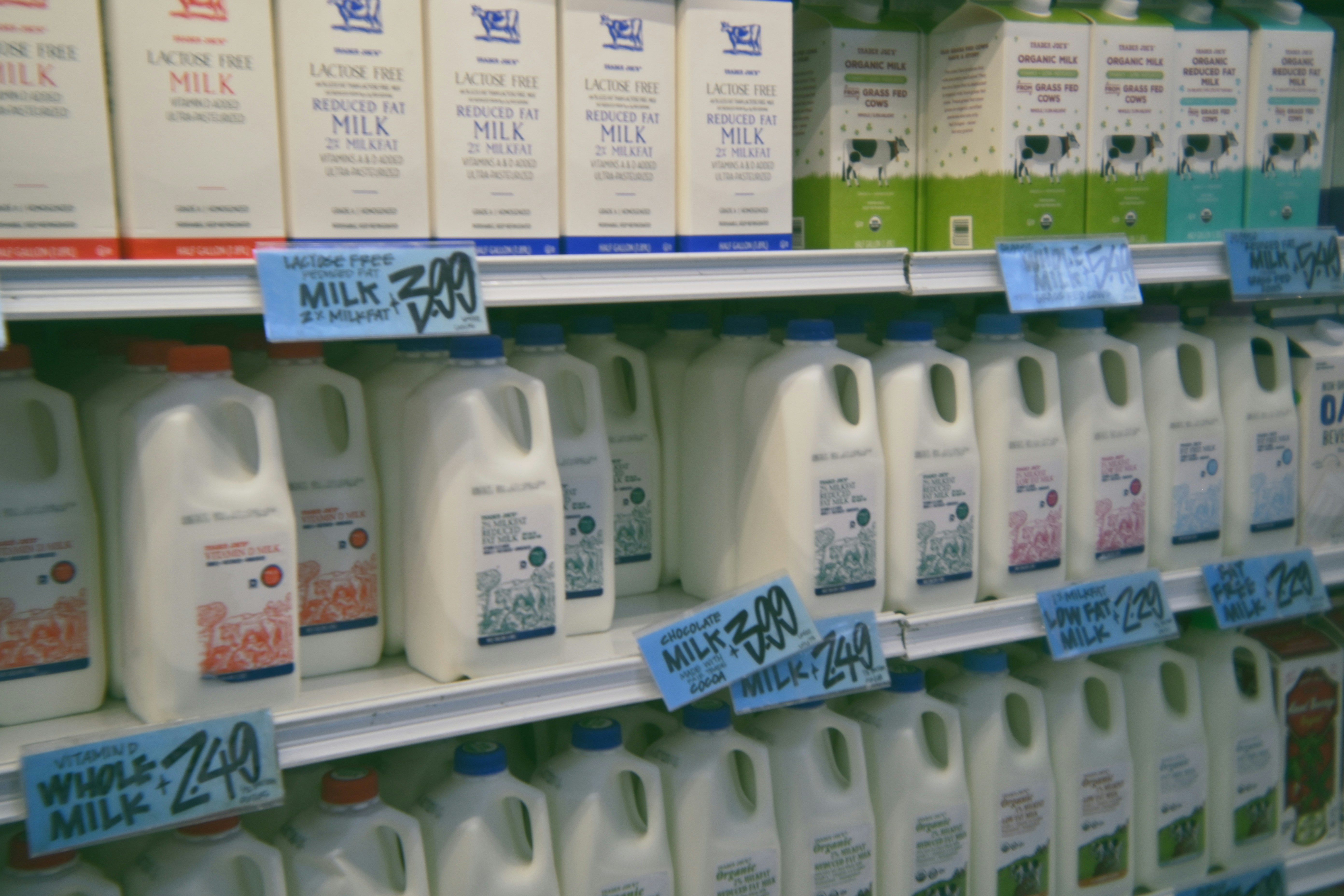 A grocery store dairy case shelf lined with plastic milk jugs and cartons